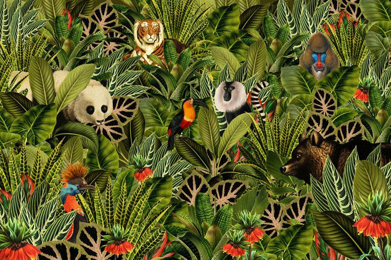 Ale Afvoer Verlengen Behang jungle dieren van Studio POPPY | panda, aap, toekan, beer, vogel